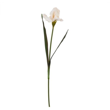 The Natural Garden Collection Pale Apricot Fringed Iris (Single Stem Flower) - Plastic - L13 x W13 x H83 cm
