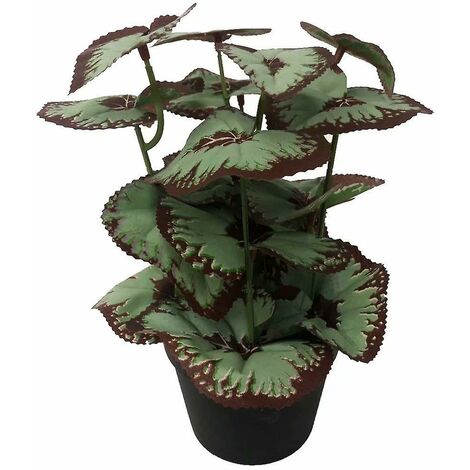 Planta de begonia