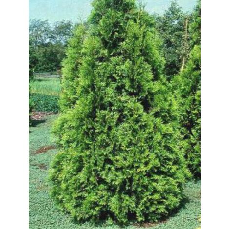 Thuja occidentalis 'Brabant' Godet de 8/9 cm
