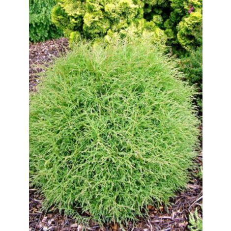 Thuja occidentalis 'Mr. Bowling Ball' Godet de 8/9 cm