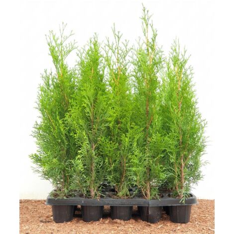 Thuja occidentalis 'Smaragd' 9x9 cm Topf 10- 20 cm