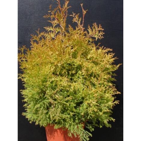 Thuja occidentalis 'Yellow Ribbon' Pot de 2L/3L