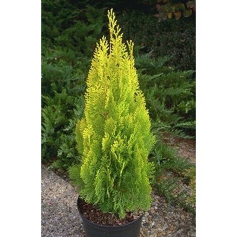 Thuja orientalis "Pyramidalis Aurea" pianta da siepe sempreverde in vaso 19 cm h. 70/100 cm