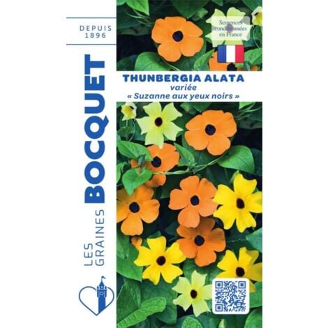 Thunbergia alata (Suzanne aux yeux noirs) variée - 1g