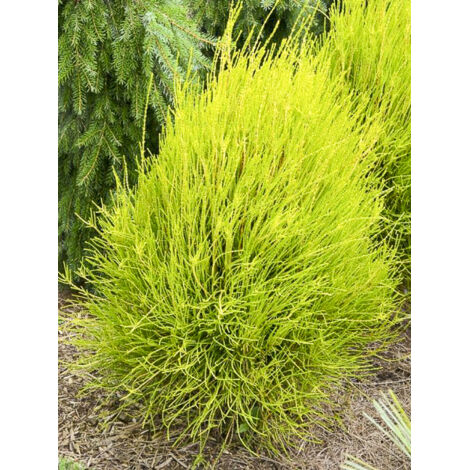 Thuya de Chine 'Franky Boy' Pot de 2L/3L