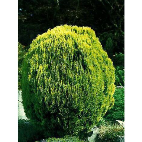 Thuya d'Orient 'Aurea Nana' Pot de 2L/3L