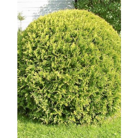 Thuya du Canada 'Danica Aurea' Pot de 7,5L/10L