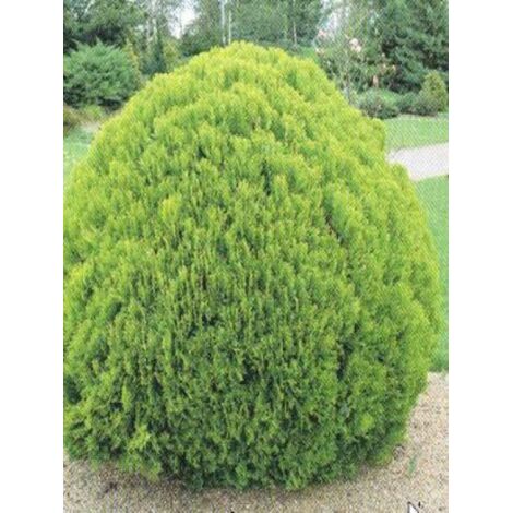 Thuya du Canada 'Danica' Pot de 2L/3L