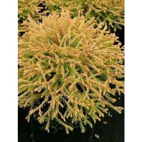 Thuya du Canada 'Golden Tuffet' Godet de 8/9 cm
