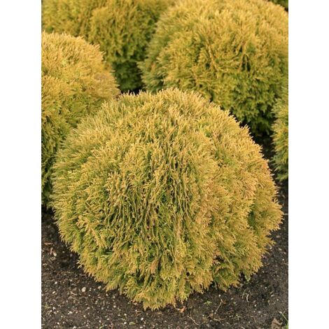 Thuya du Canada 'Mirjam' Pot de 2L/3L