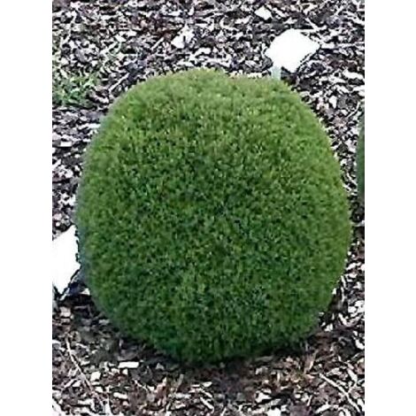 Thuya du Canada 'Teddy' Godet de 8/9 cm
