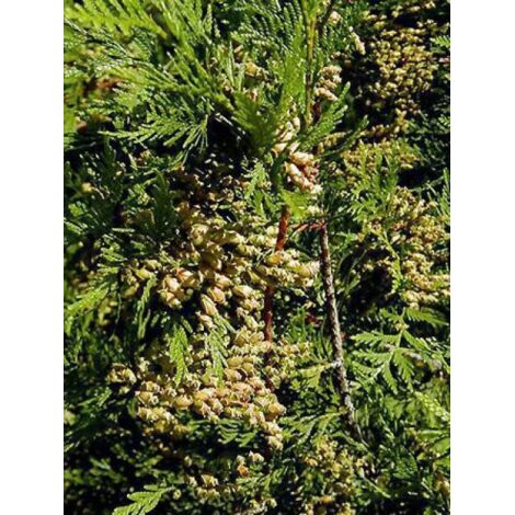 Thuya géant 'Atrovirens' Pot de 6L/7L