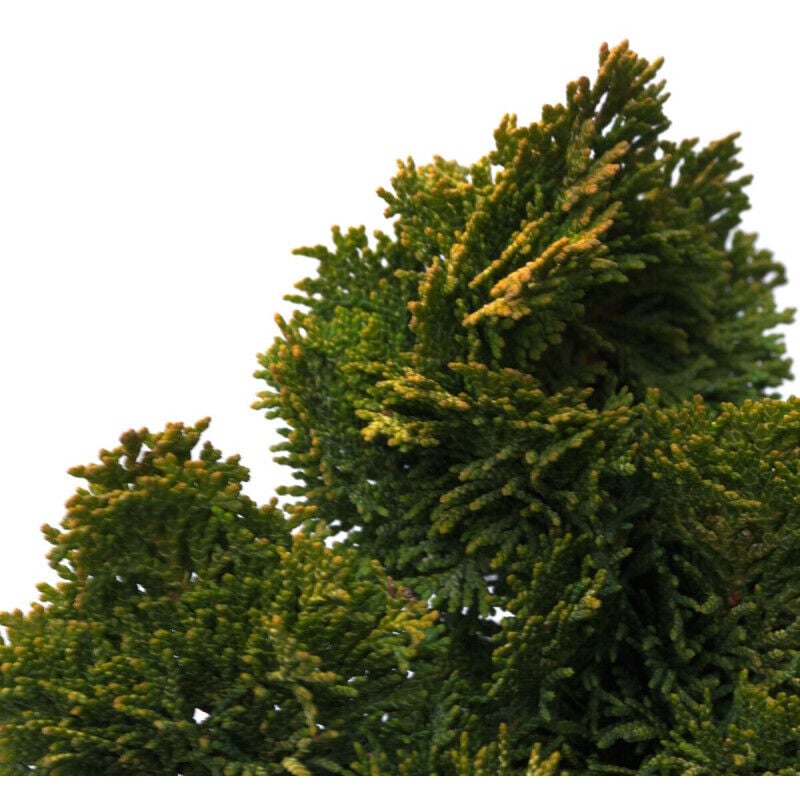 Faux cyprès Aurora/Pot de 3L