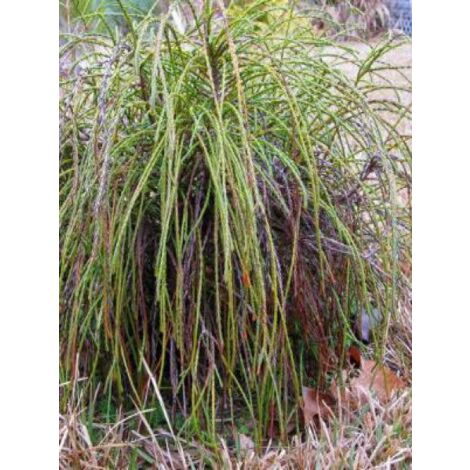 Thuya géant 'Whipcord'