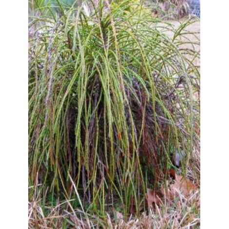 Thuya géant 'Whipcord'