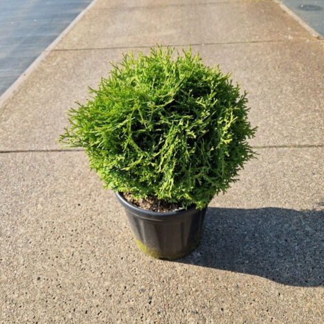 Thuya occidental Tiny Tim - Thuja occidentalis Tiny Tim 25/30cm Pot 8L
