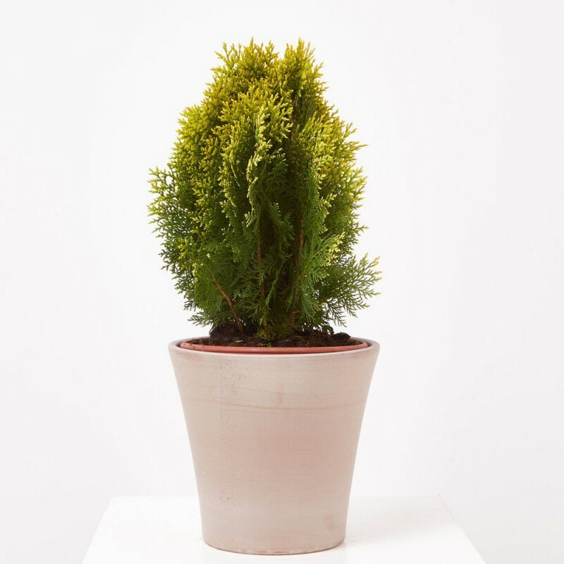 

THUYA ORIENT AUREA NANA - Maceta 5 litros