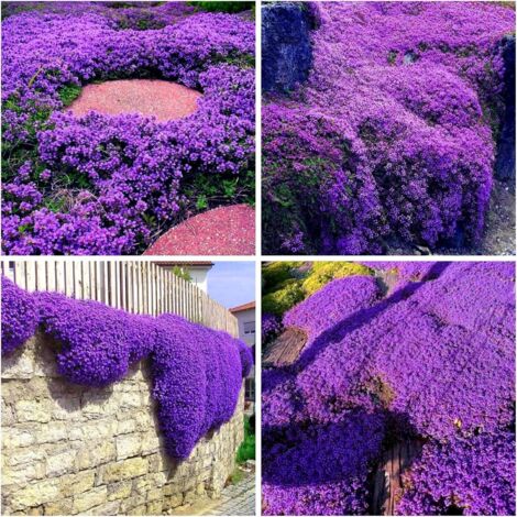 Thym Aromatique – 50000 Graines pour Potager et Jardinières, Culture Simple et Aromatique, Violet