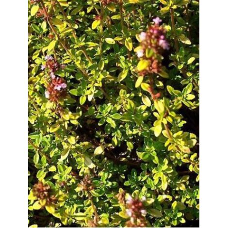 Thym citron 'E.B. Anderson' Pot de 1,5L/2L