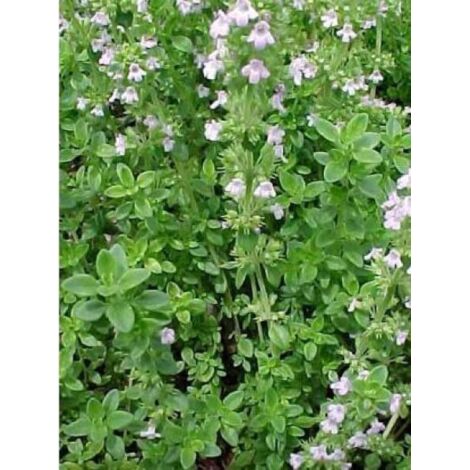 Thym citron Godet de 8/9 cm