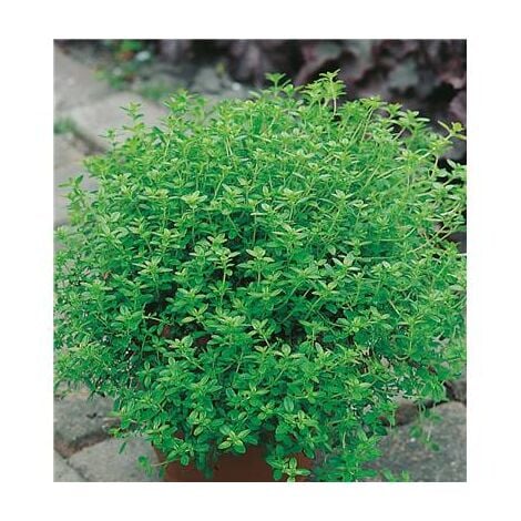 FABRE GRAINES THYM CITRON - LOT DE 2 GODETS - HERBE AROMATIQUE