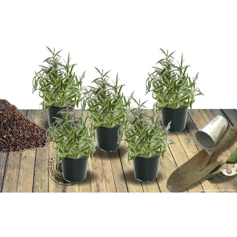 Thym commun vulgaris | Conditionnement: Lot de 5 godets