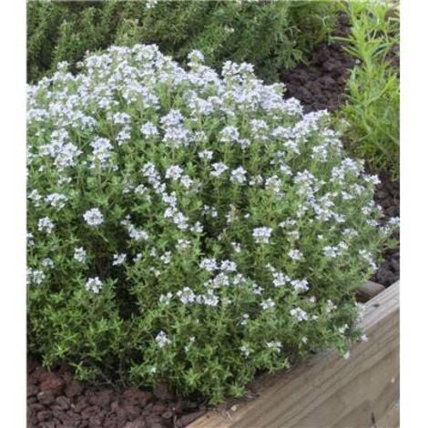 FABRE GRAINES THYM OFFICINAL - 2 GODETS - HERBE AROMATIQUE