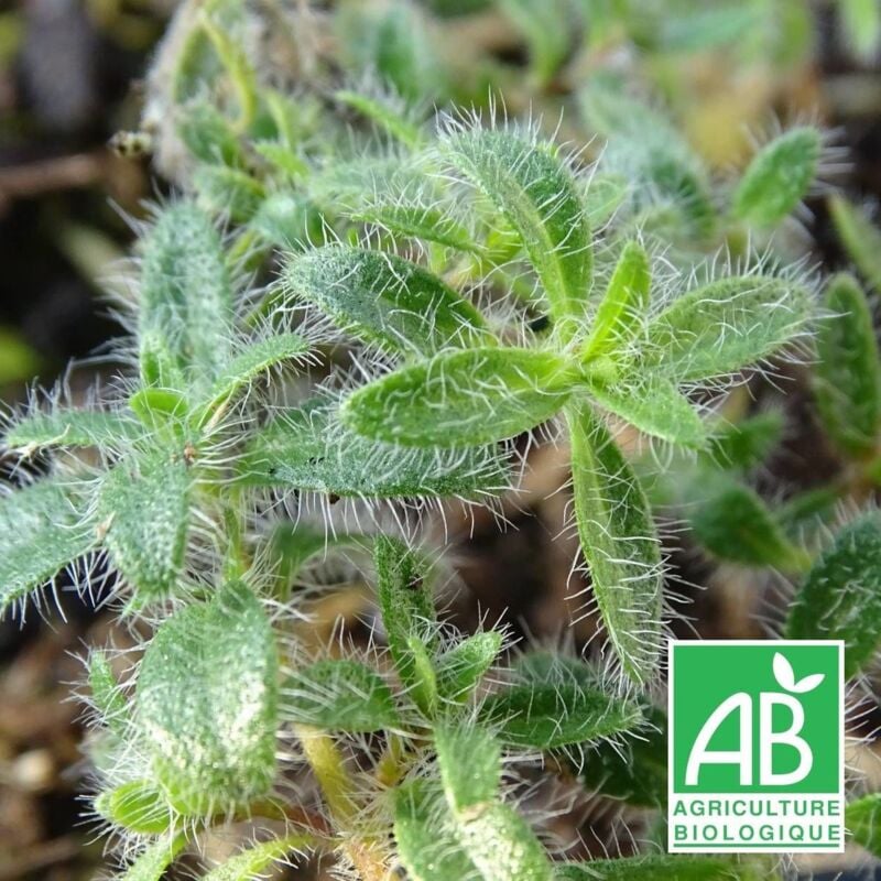 Thym poilu rampant ciliatus BIO/Lot de 9 godets - Rose