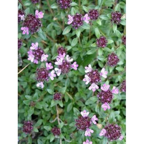 Thym serpolet Godet de 7/8 cm