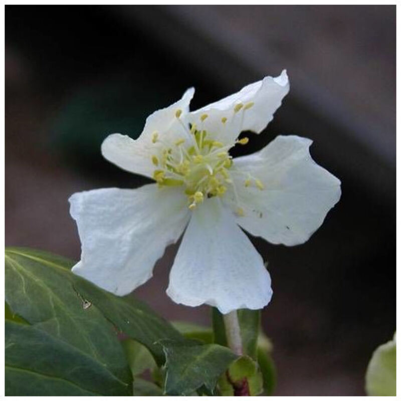 Thym serpolet serpyllum Blanc BIO/Lot de 5 godets - Blanche