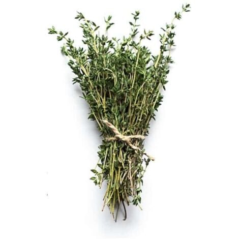 Thym (Thymus Officinalis)