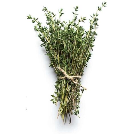 Thym (Thymus Officinalis) - Godet - Taille 13/25cm