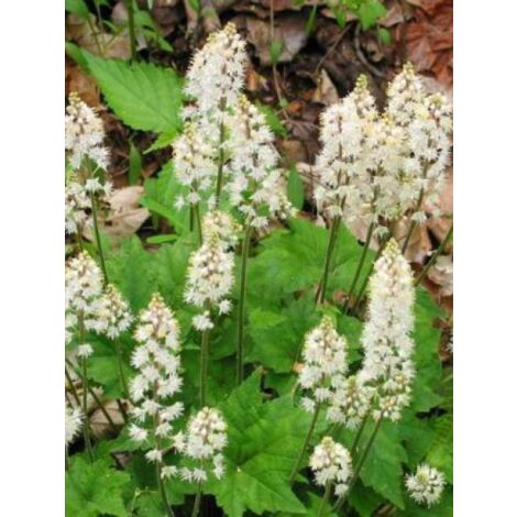 Tiarelle cordifoliée Pot de 2L/3L