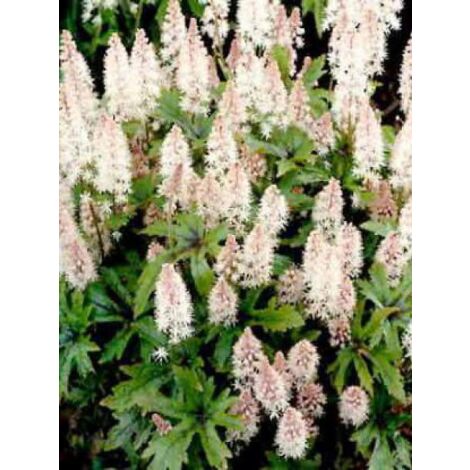 Tiarelle 'Pink Skyrocket' Godet de 8/9 cm