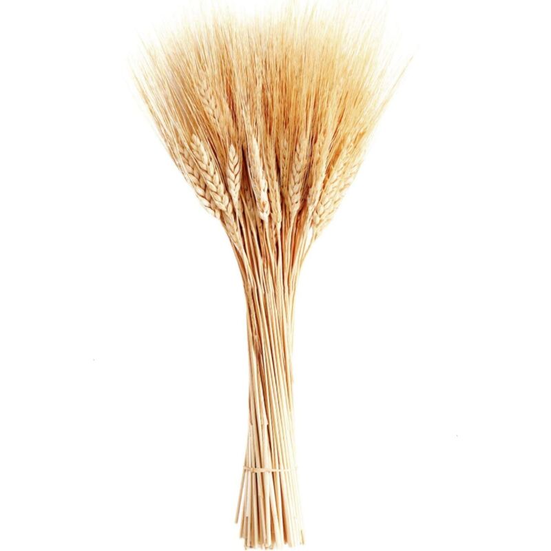 Tiges de blé séchées, 100 tiges de gerbes de blé pour décorer la table de mariage, la cuisine à la maison (20 pouces)
