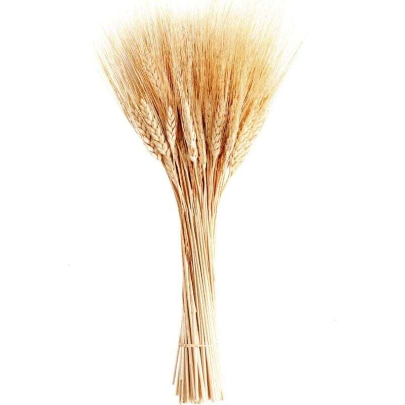 Tiges de blé séchées, 100 tiges de gerbes de blé pour décorer la table de mariage, la cuisine à la maison (20 pouces)