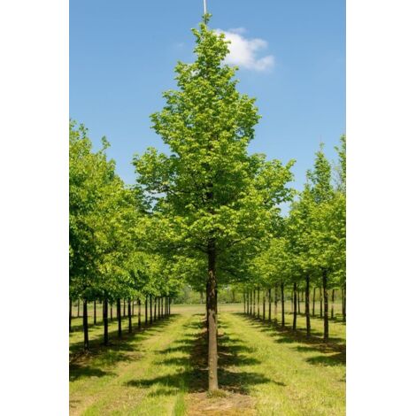 Tiglio selvatico "Tilia Cordata" pianta in vaso ø18 cm h. 150/180 cm