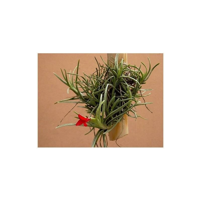 

Tillandsia albertiana L