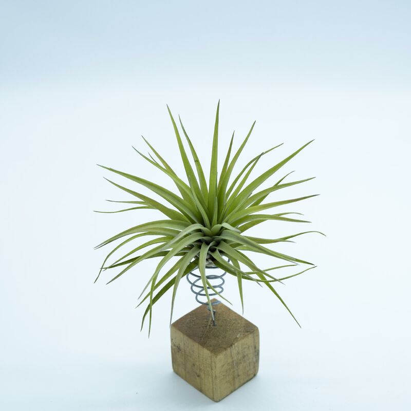 

Tillandsia Brachycaulos Multiflora