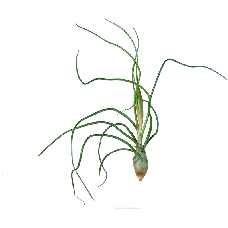 

Tillandsia bulbosa L