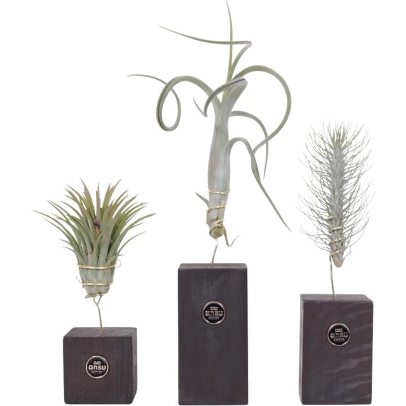 Plant In A Box - Tillandsia 'Burnt Wood Trio' - Set de 3 - Hauteur 30-35cm - Vert