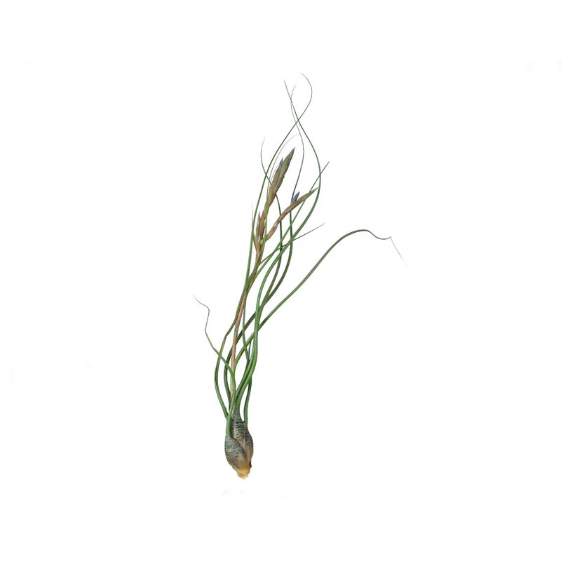 

Tillandsia butzii