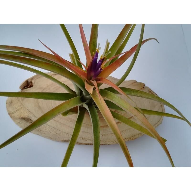 

Tillandsia capitata peach