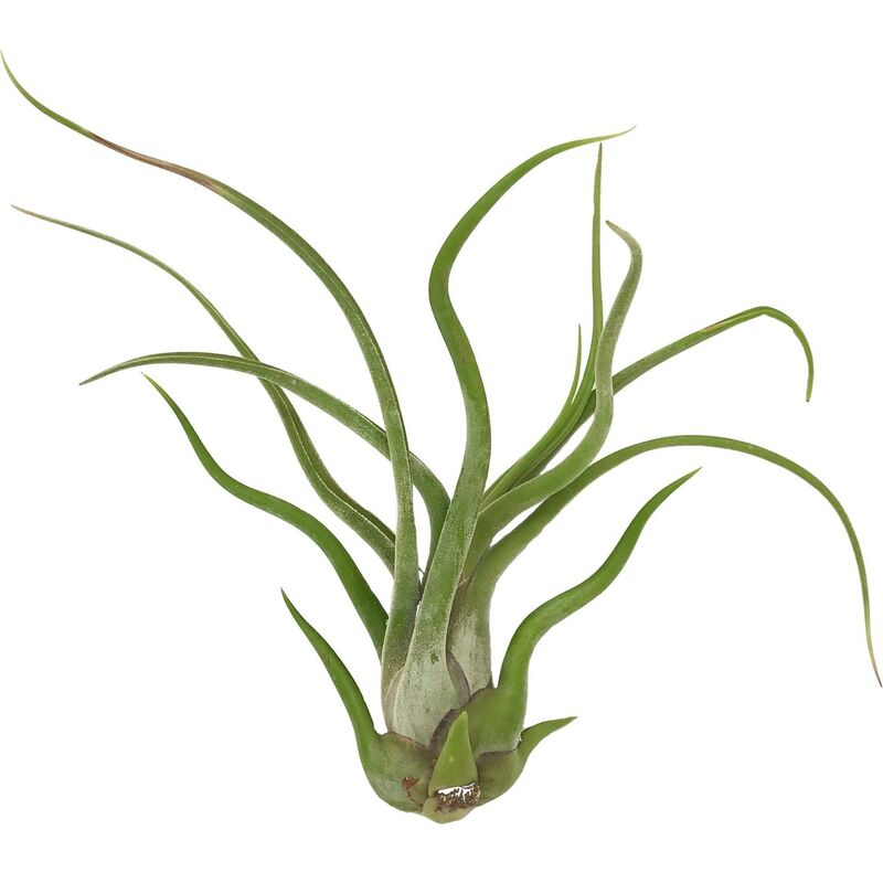 

Tillandsia caput medusae