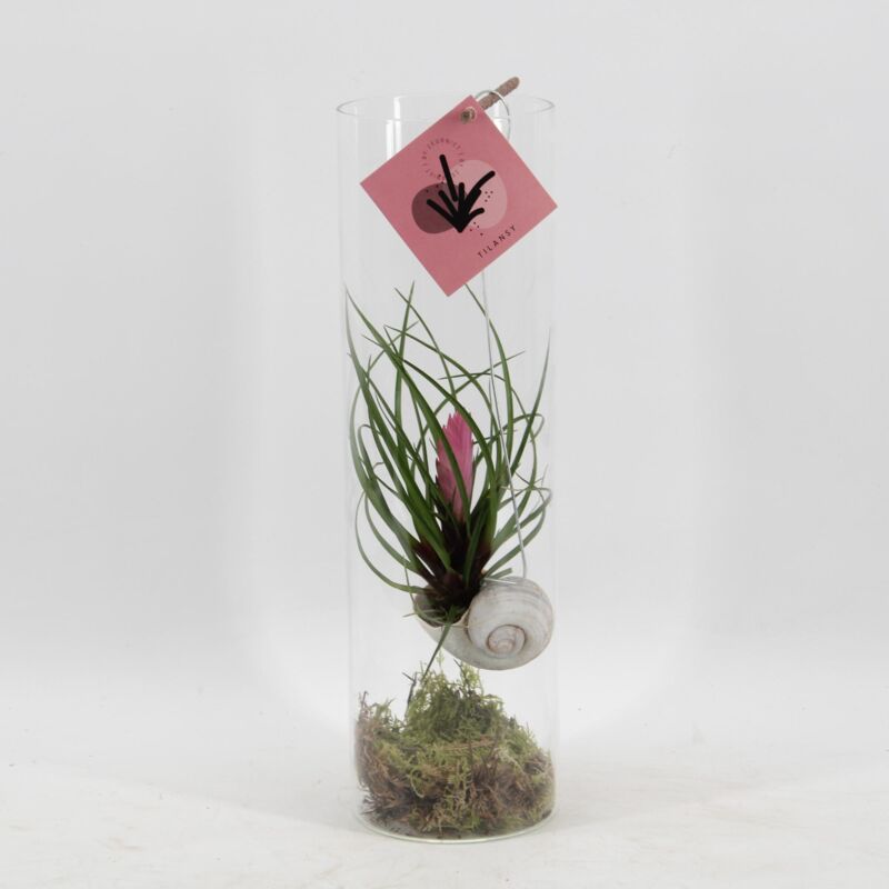 Tillandsia Cyanea - Ø11cm - H38cm– ComfortXL Green