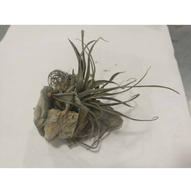 

Tillandsia Etnic Nepal