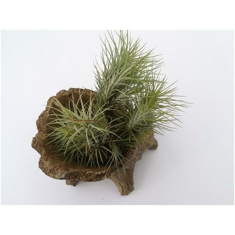 

Tillandsia funckiana