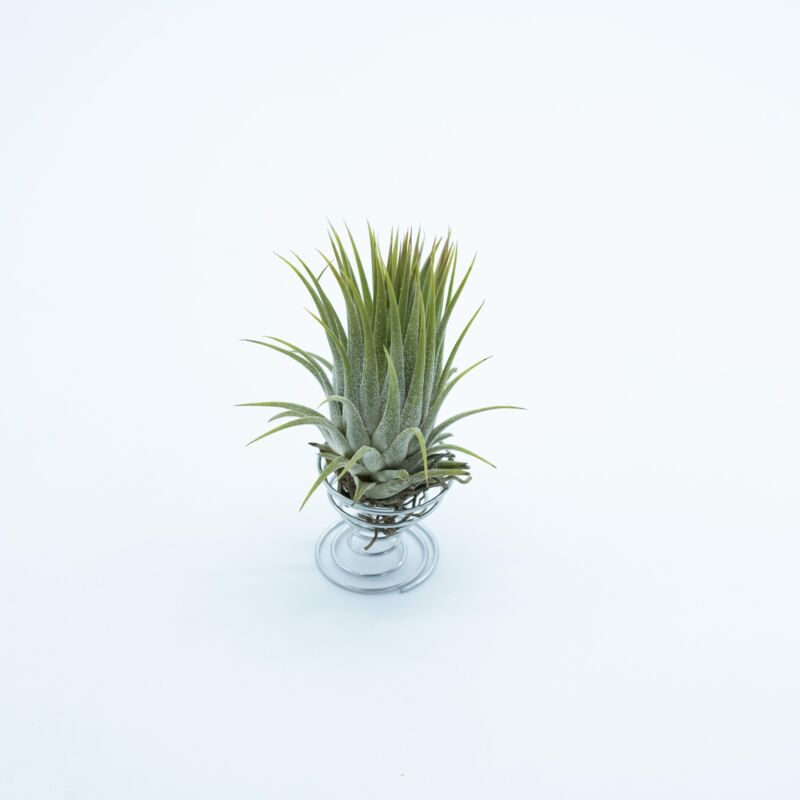 

Tillandsia Ionantha Ionantha