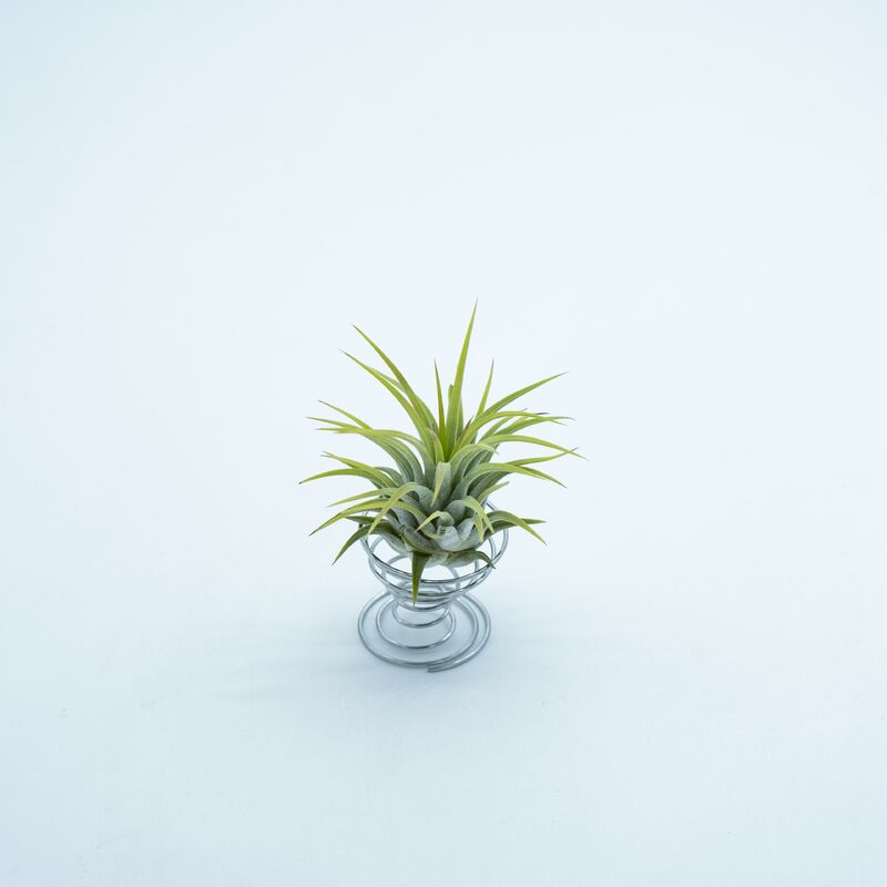 

Tillandsia Ionantha Rubra