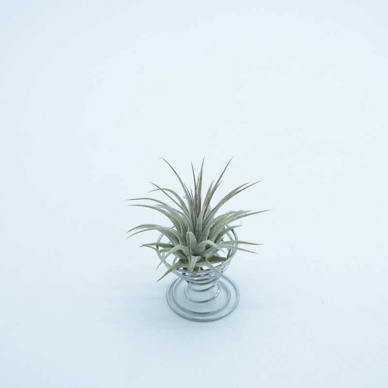 

Tillandsia Ionantha Silver